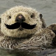 otter